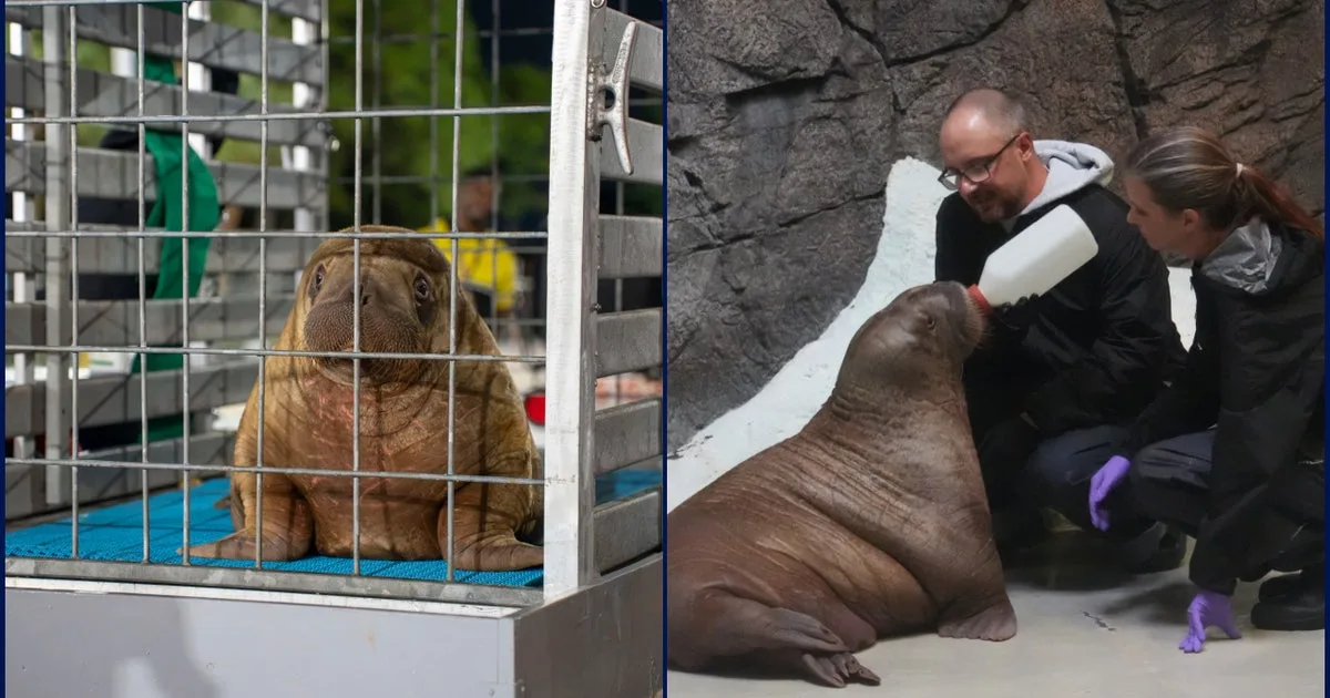 Orphaned baby walrus in Alaska flown 4,800 miles to new home in Florida