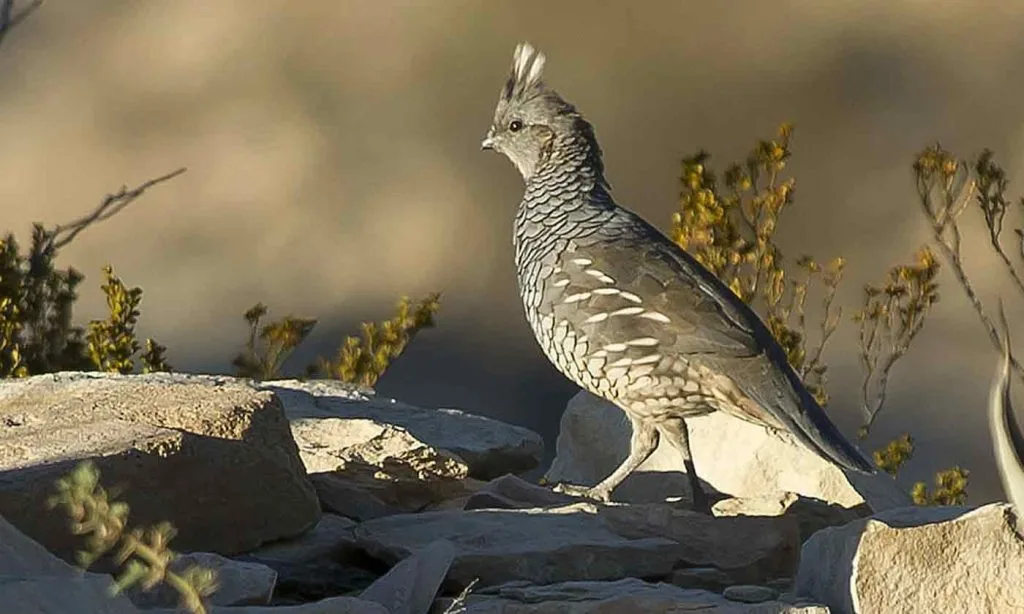 Quail surveys indicate another quality hunting season on the horizon