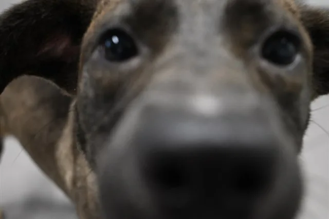 Victoria shelter offering $40 adoptions for National Dog Day