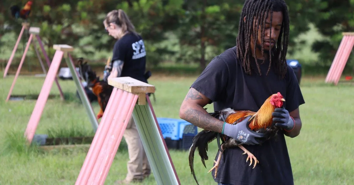 Nearly 200 birds seized, East Texas man arrested in raid on alleged cockfighting ring east of Dallas, the SPCA says