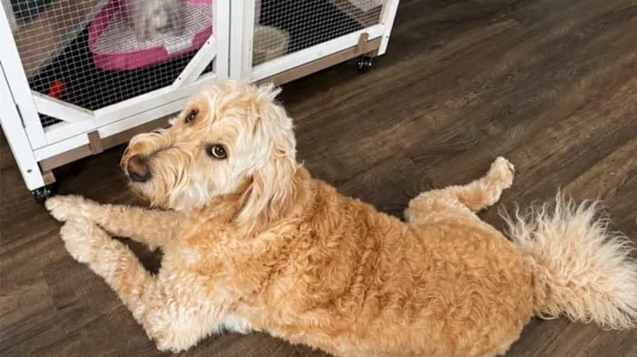 Help bring Maggie home: Missing goldendoodle is the best friend of a Richmond boy battling brain cancer