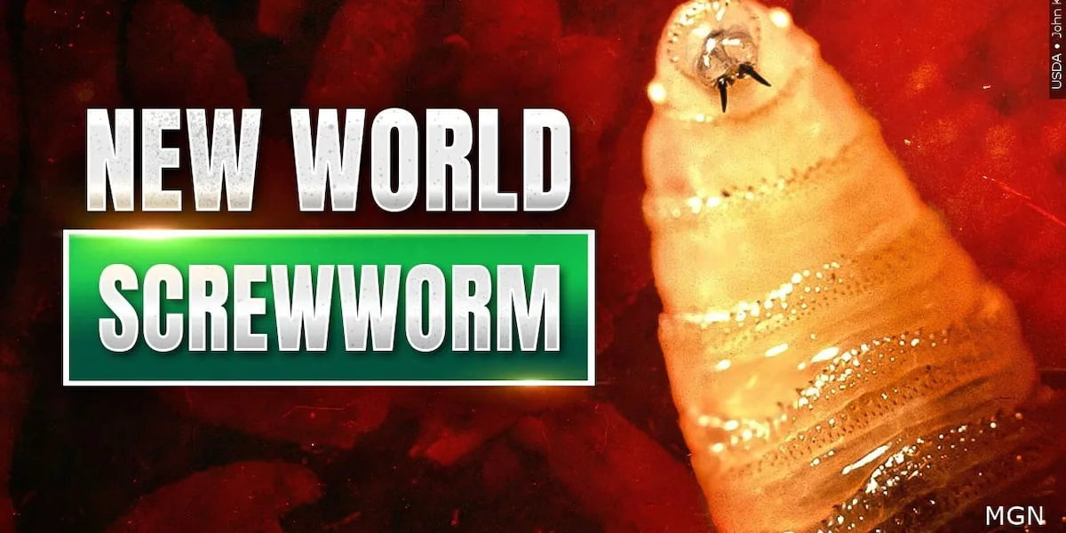 Starr County confirms first New World screwworm case