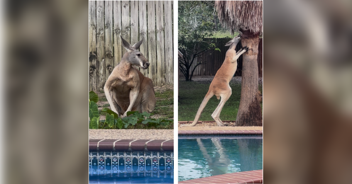 Help find missing kangaroo Peanut