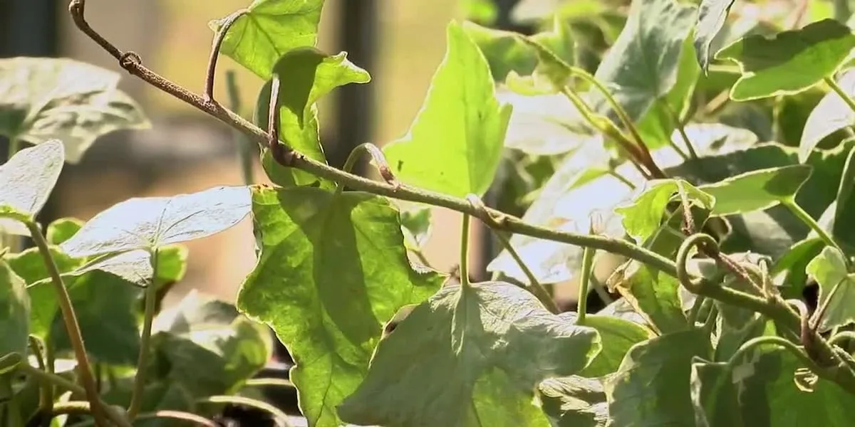 Nacogdoches teen turns succulent hobby into greenhouse business
