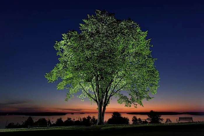 The disease that decimated American elms could help bring them back