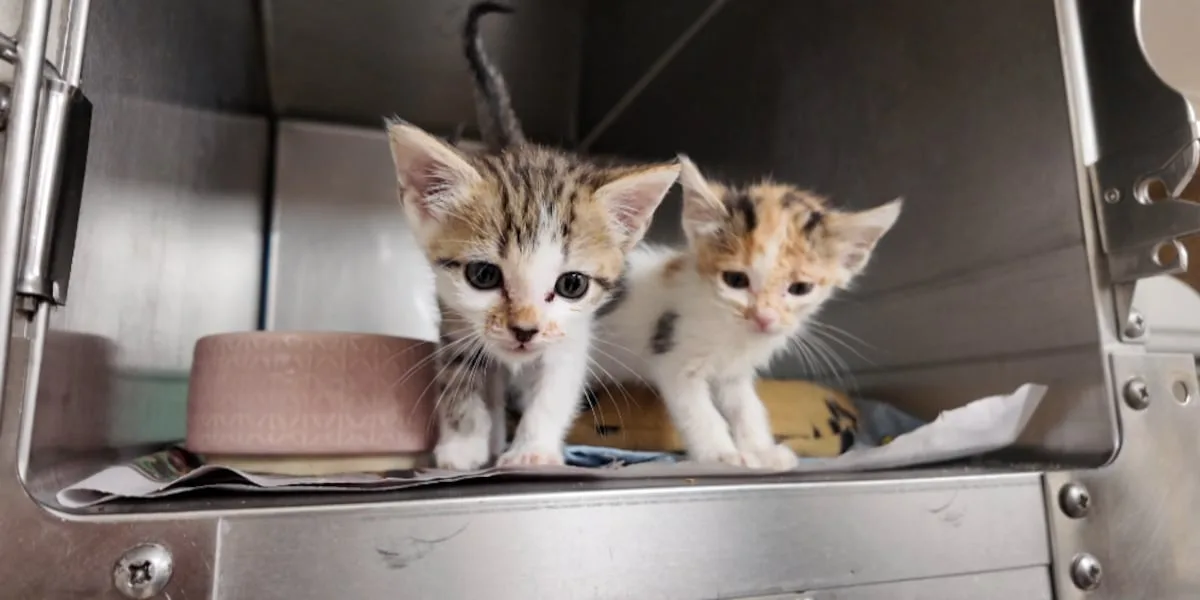 Aggieland Humane Society sees recent surge in animal intake