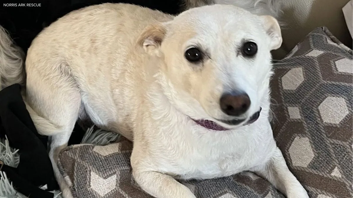 Search for missing California pup in Yellowstone is under pressure as winter nears