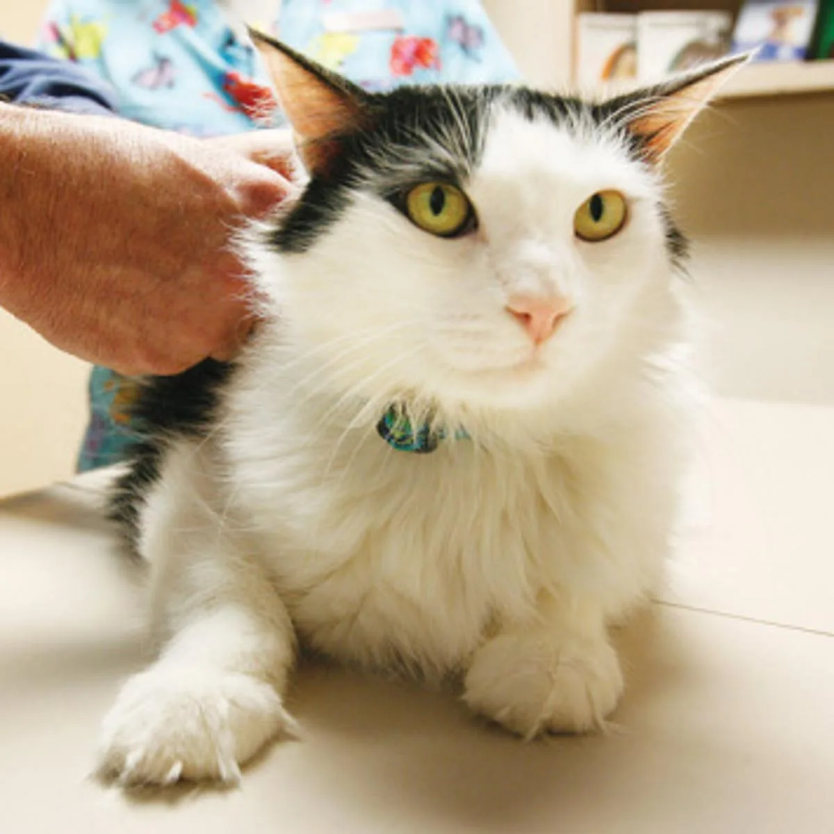 New Braunfels Health Authority encourages rabies prevention following positive rabies case