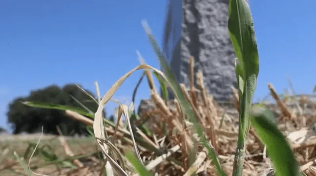 Coleman citizens concerned over lack of cemetery maintenance