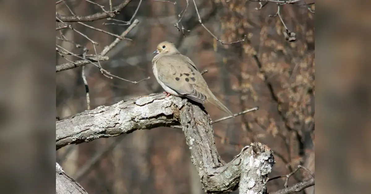Dove season opens Sept. 1