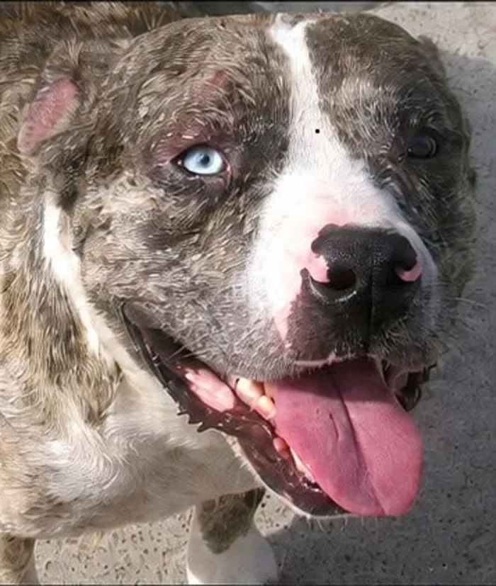 Cleveland man charged with animal cruelty, cell phone video shows alleged abuse
