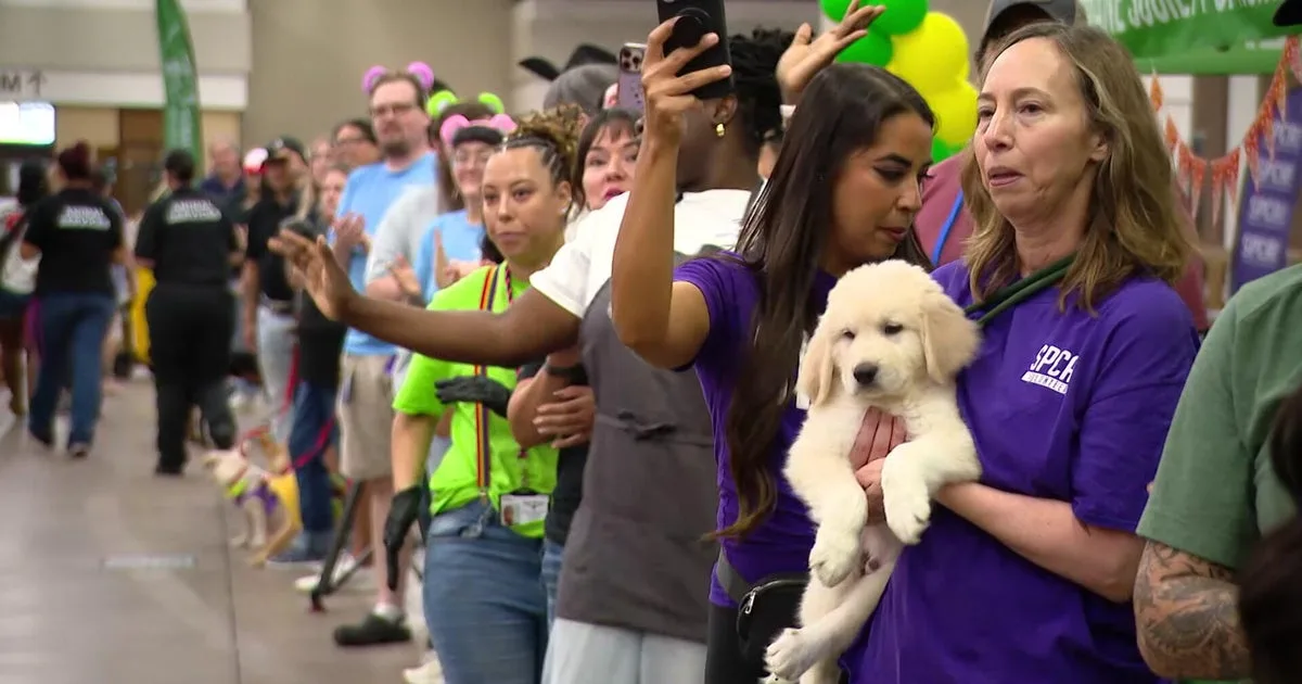 North Texas animal shelters showcase adoptable pets at mega adoption event
