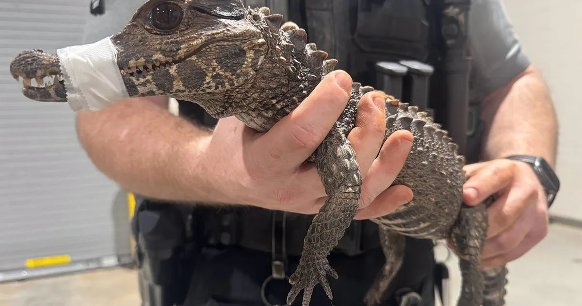 Watch: Deputies in Oklahoma capture escaped caiman after months on the loose