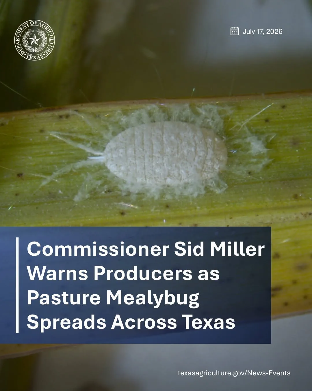 Commissioner Sid Miller Warns Producers as Pasture Mealybug Spreads Across Texas