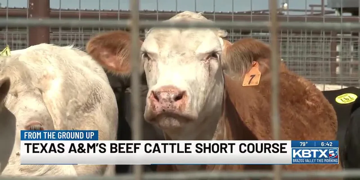 From the Ground Up: Texas A&M's Beef Cattle Short Course