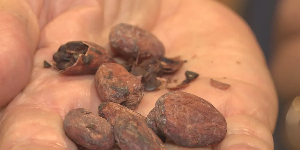 Odessa chocolate company says cacao bean prices have climbed amid global instability