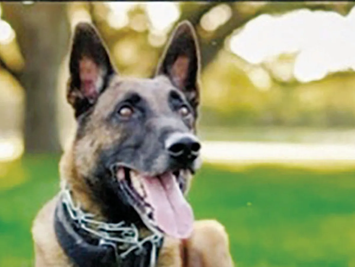 Fallen Boerne K9 among memorial run honorees
