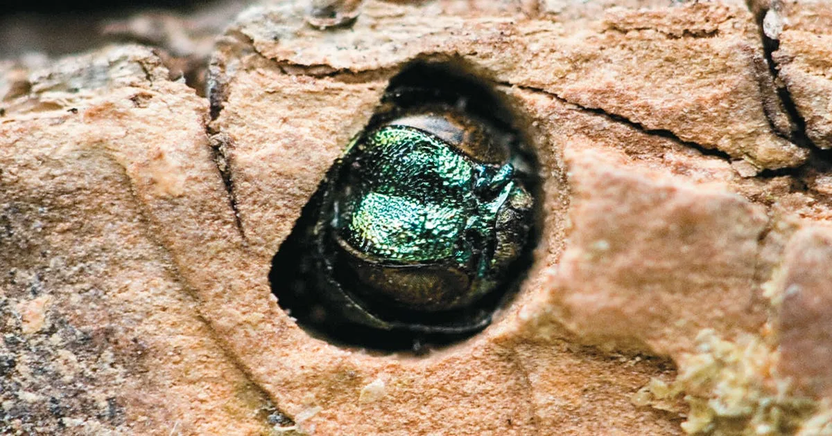 Invasive bug that can kill Texas trees spreads deeper into state