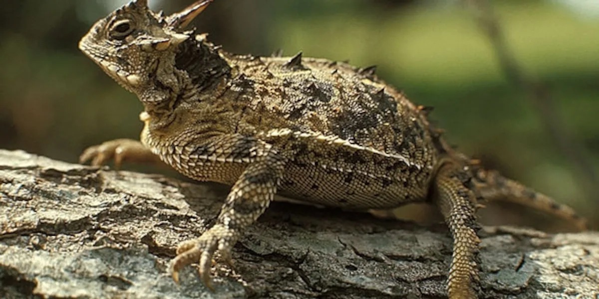 Caldwell Zoo hatches 64 Texas horned lizards this season