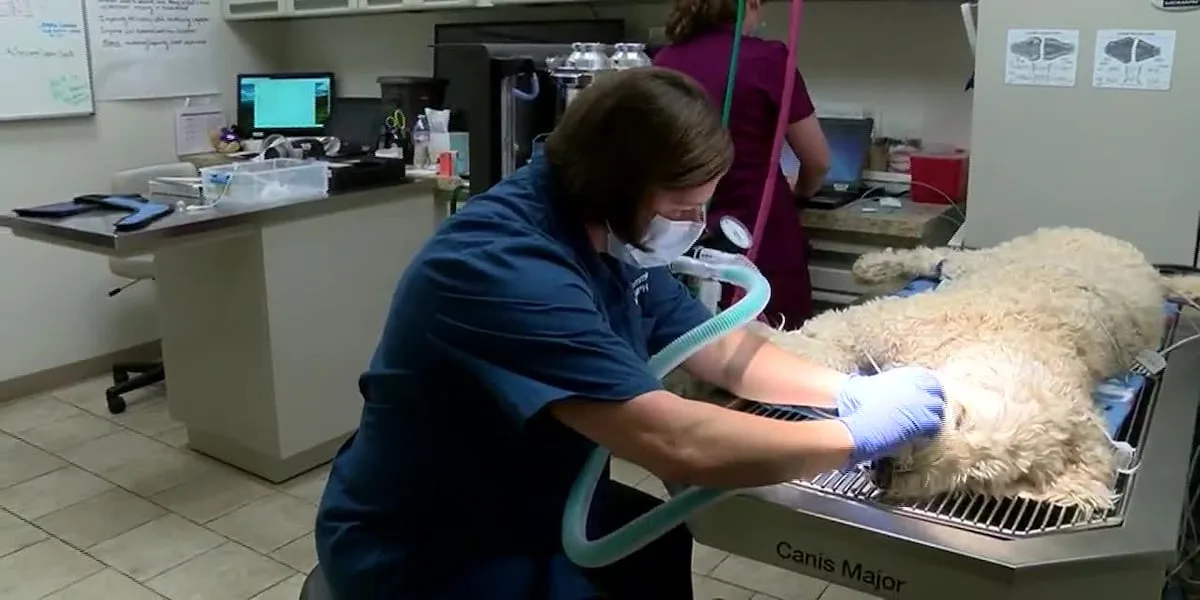 Killeen renews Fort Hood animal care partnership