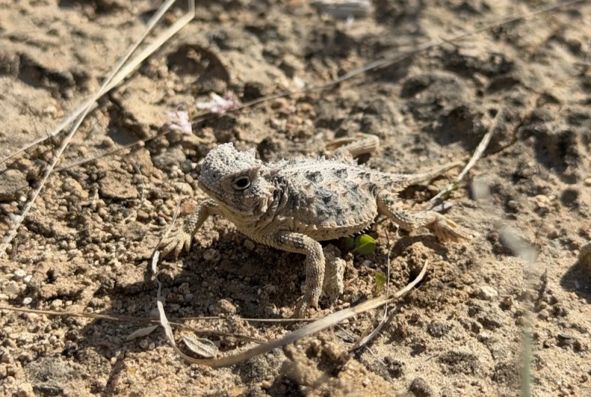 San Antonio Zoo conservation program releases more Texas horned lizards into the wild