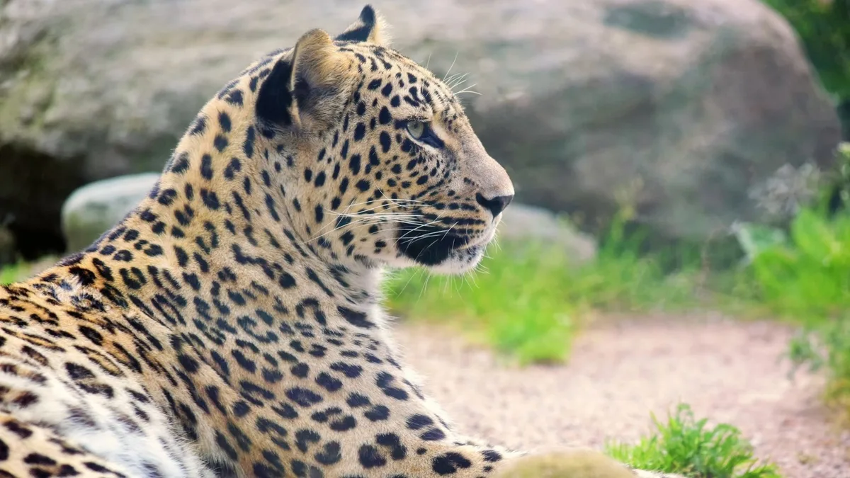 Dutch zookeeper dies after leopard attacked her in the animal's enclosure