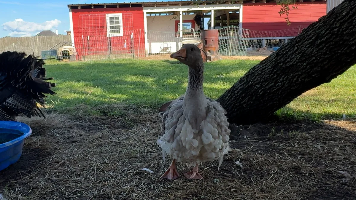 Good Goosey! Pet goose alerts family to fire, helping save barn animals
