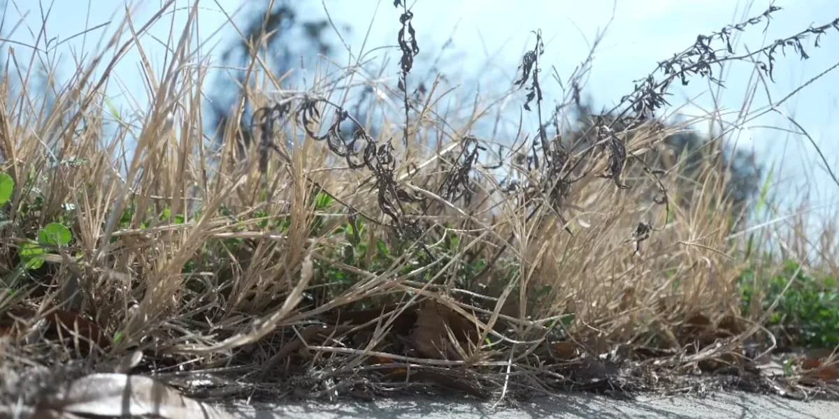 Dry conditions lead to increased fire risk in Brazos Valley