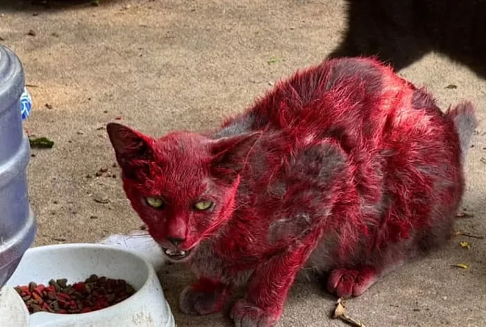 League City Animal Care asks for help rescuing cat seen with red dye on fur