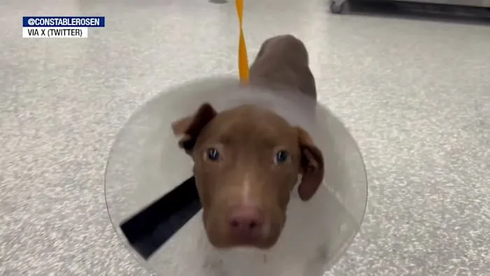 Houston man gets 10 years after puppy was hung by neck in animal cruelty case