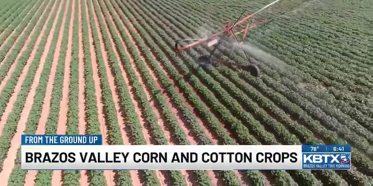 From the Ground Up: Brazos Valley Corn and Cotton Crops