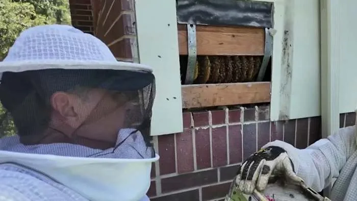 BEES INVASION! League City homeowner contacts 2 Helps You for a buzz fix, Mario Diaz's reaction? 'I have a guy...'