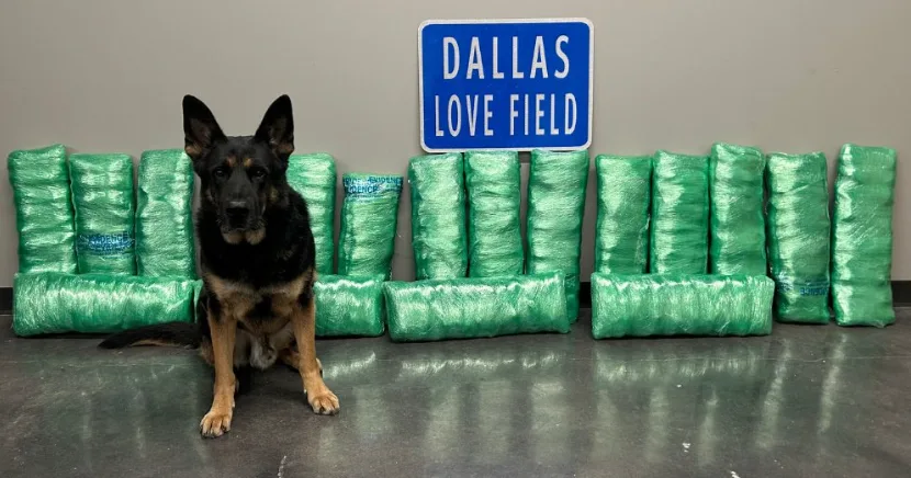 K-9 Ballantine's 180-pound meth bust at Dallas Love Field leads to 20-year prison sentence, police say