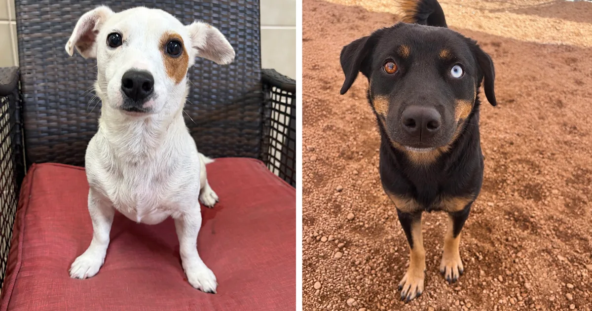 Pets of the Week - September 30, 2026