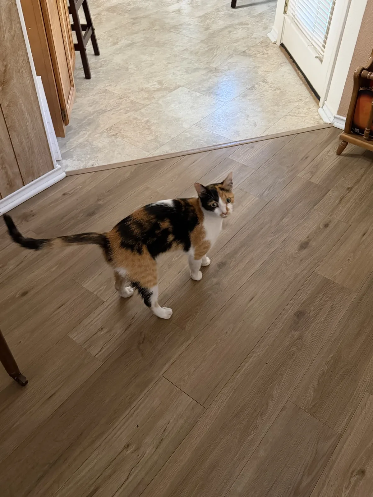 After nearly 5 years on the run, a wayward Kerrville feline is reunited with her people
