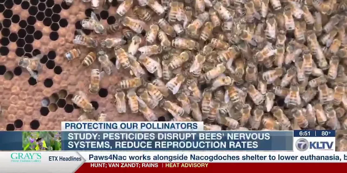 Impact of pesticides, pollinators and more natural ways to manage bugs