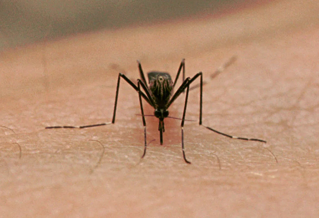 Dallas County reports first human case of West Nile virus