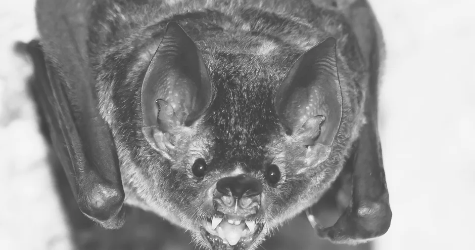 Bat found on Jourdanton ISD campus tests positive for rabies