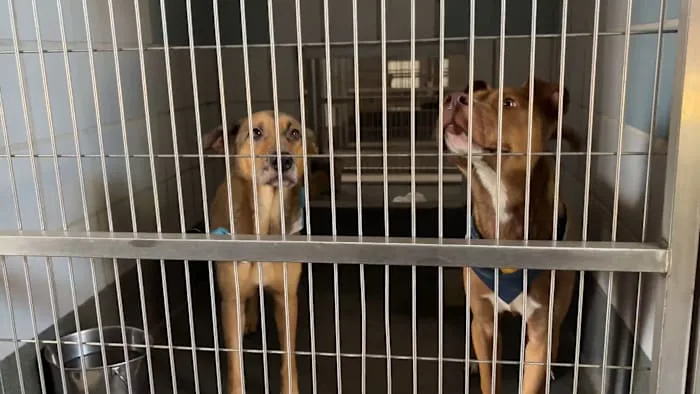 Emergency fosters needed after power outages disrupt animal shelters, ACS says