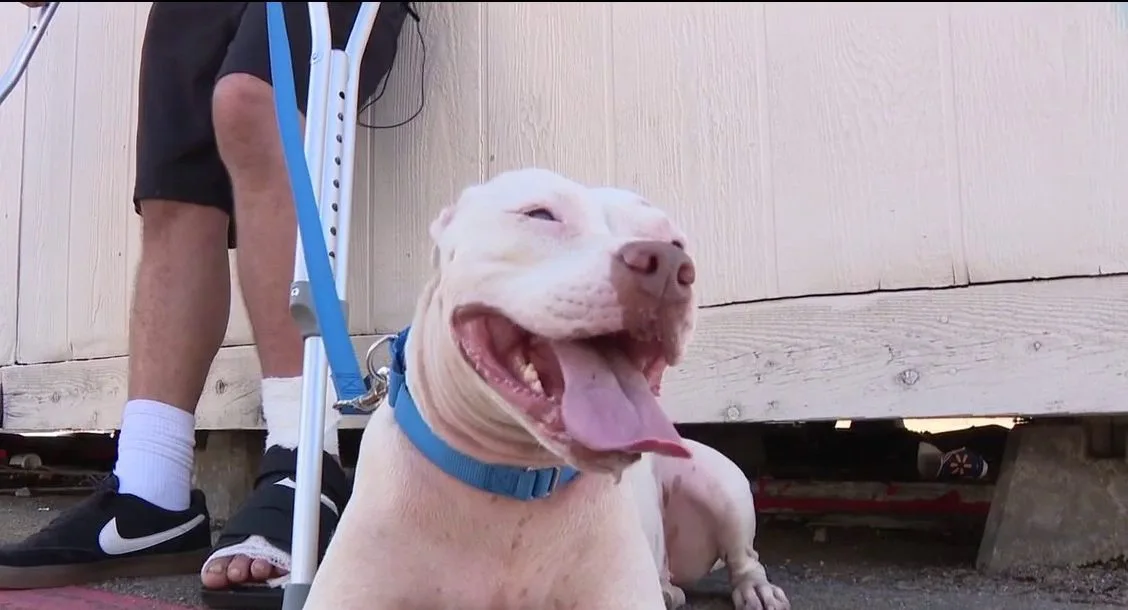 Dallas shooting victim reunited with dog