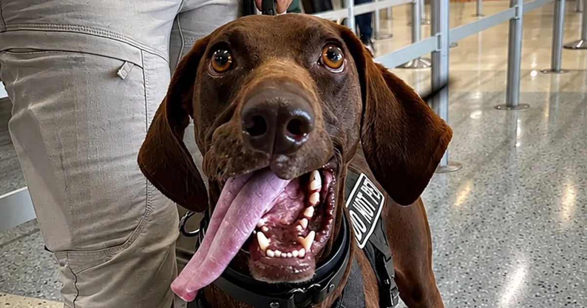 Meet Bolt, the TSA's cutest canine for 2026