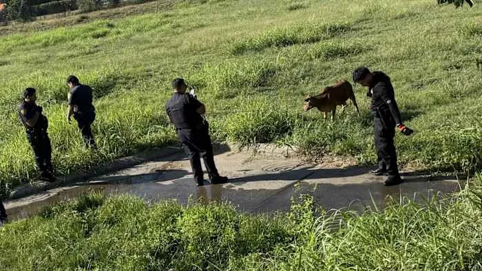 Bull calf leads ACS officers on chase through Walmart parking lot, underground drainage tunnel