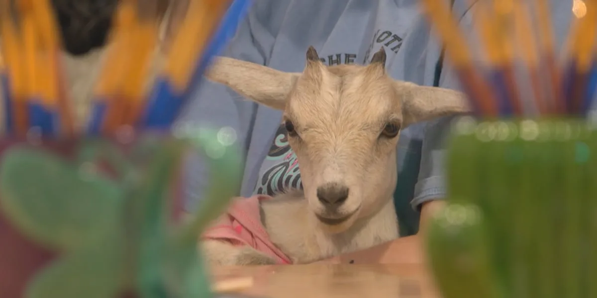 Goats take over Texoma art studio