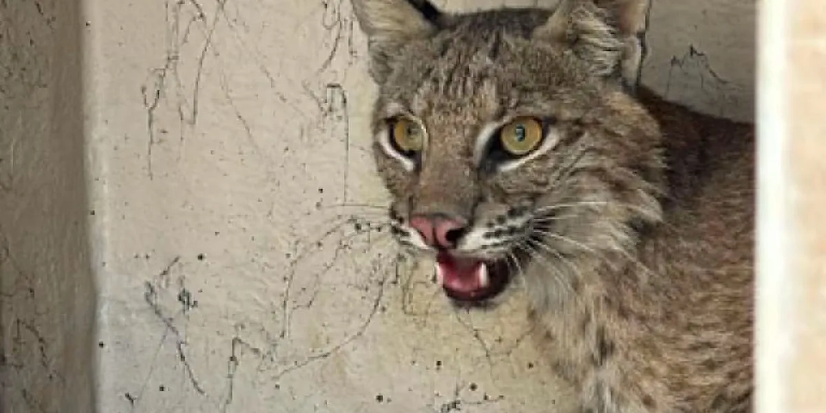 Longview Animal Control captures bobcat inside Komatsu manufacturing plant