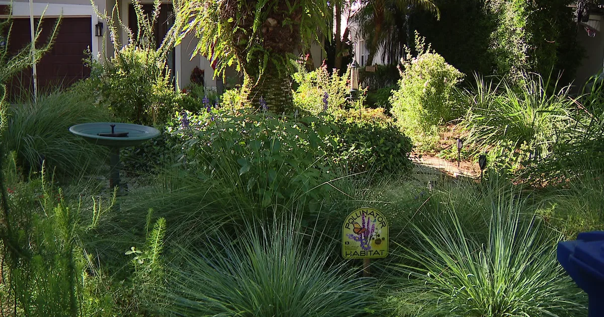 Florida city offers homeowners up to $3,000 to ditch thirsty grass - a move that slashes their water bills