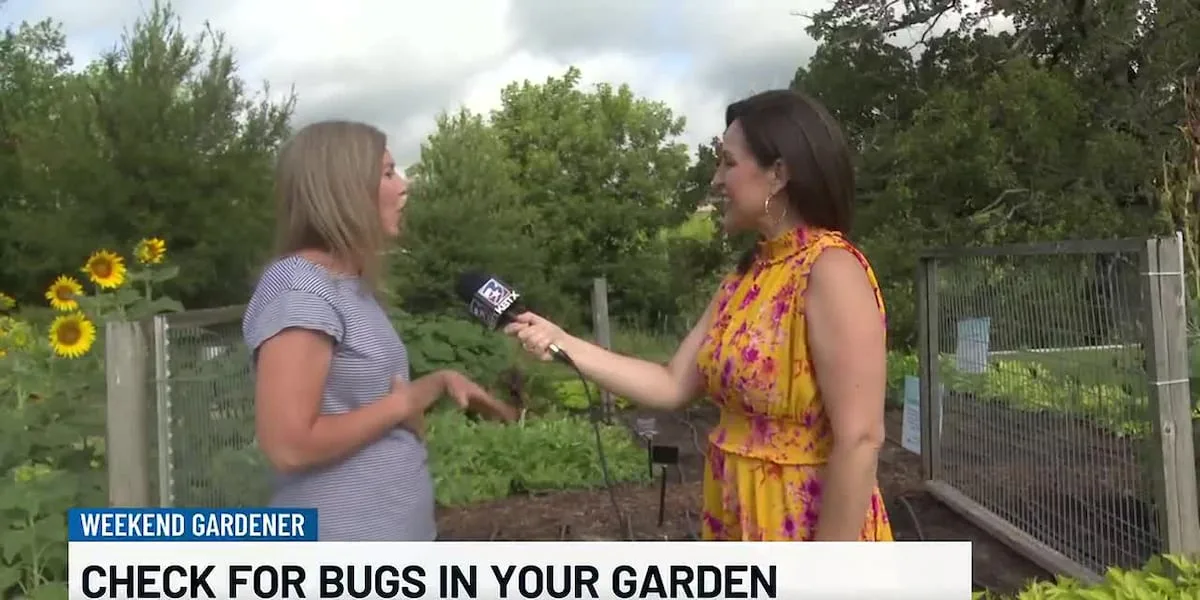 Weekend Gardener: Watch for bugs in your garden
