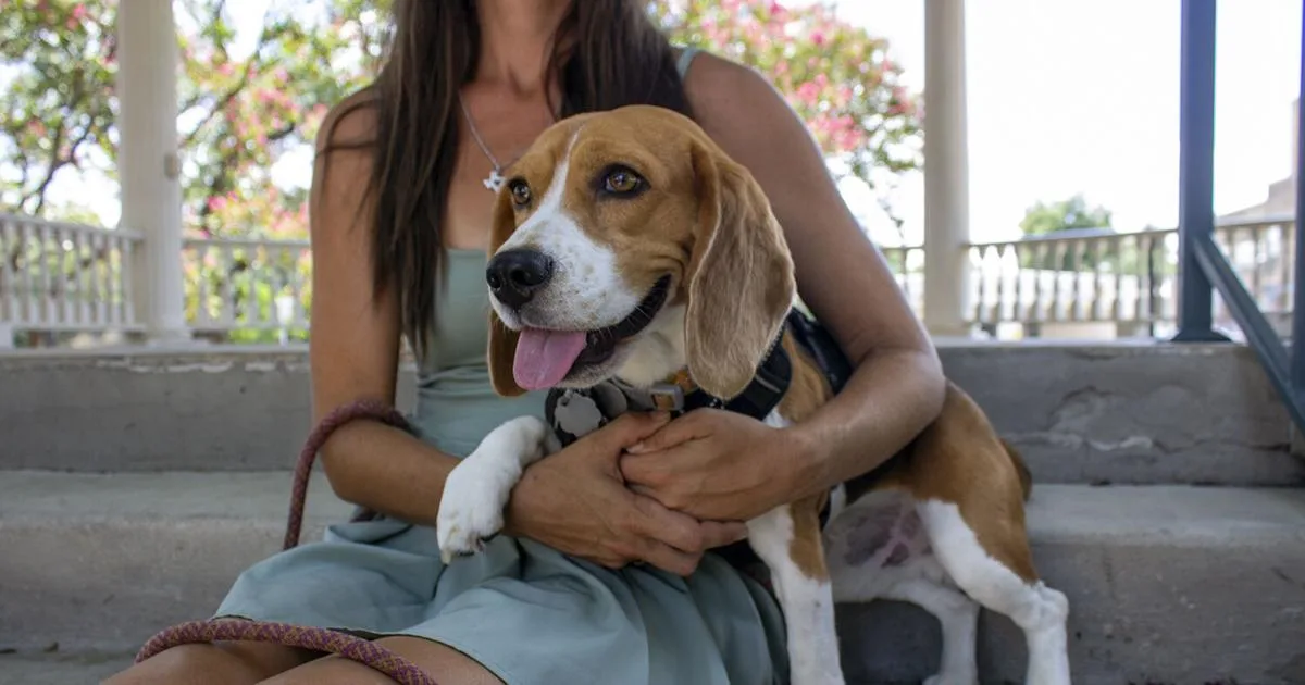New Braunfels community supports the Braunfels Beagle through unexpected surgery