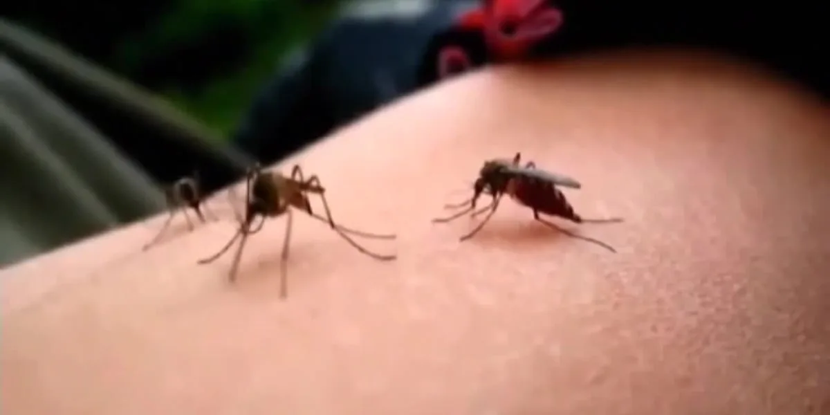 Bell County officials confirm first West Nile-positive mosquito sample of 2026 in West Temple