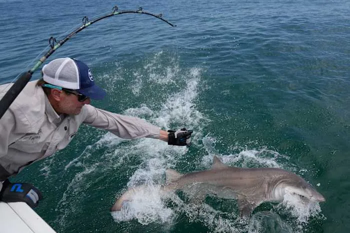 Researchers catch sharks off NY's Hamptons, attach trackers to toothy predators