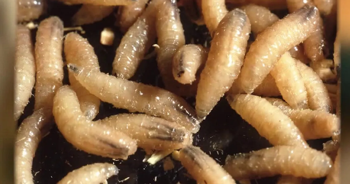 New World screwworm in Texas: How to keep your pets safe